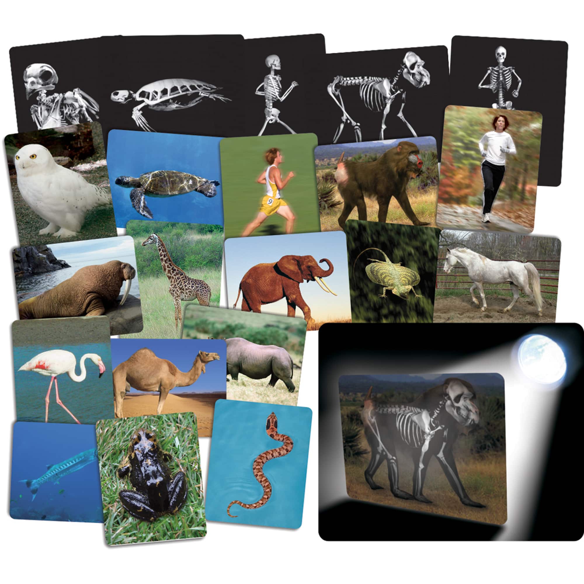 Roylco® What's Inside Animals Card Set